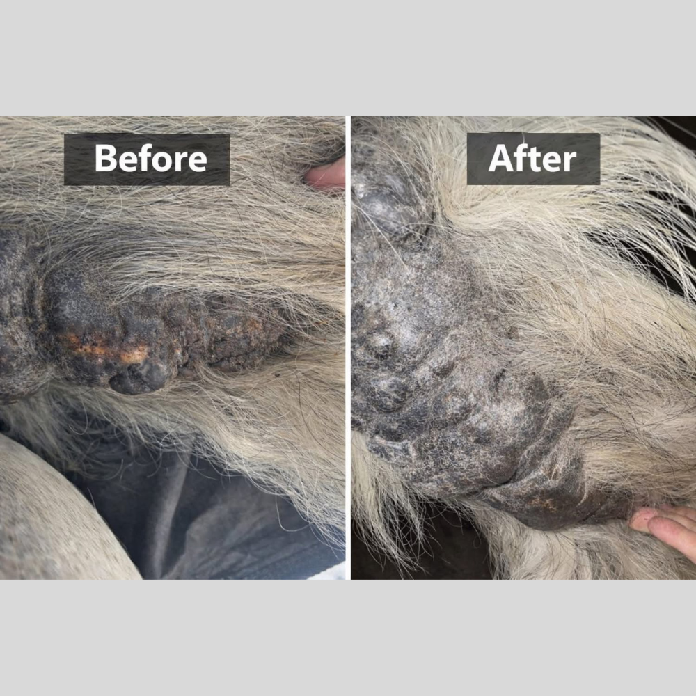 Equine Fatty Tissue Support