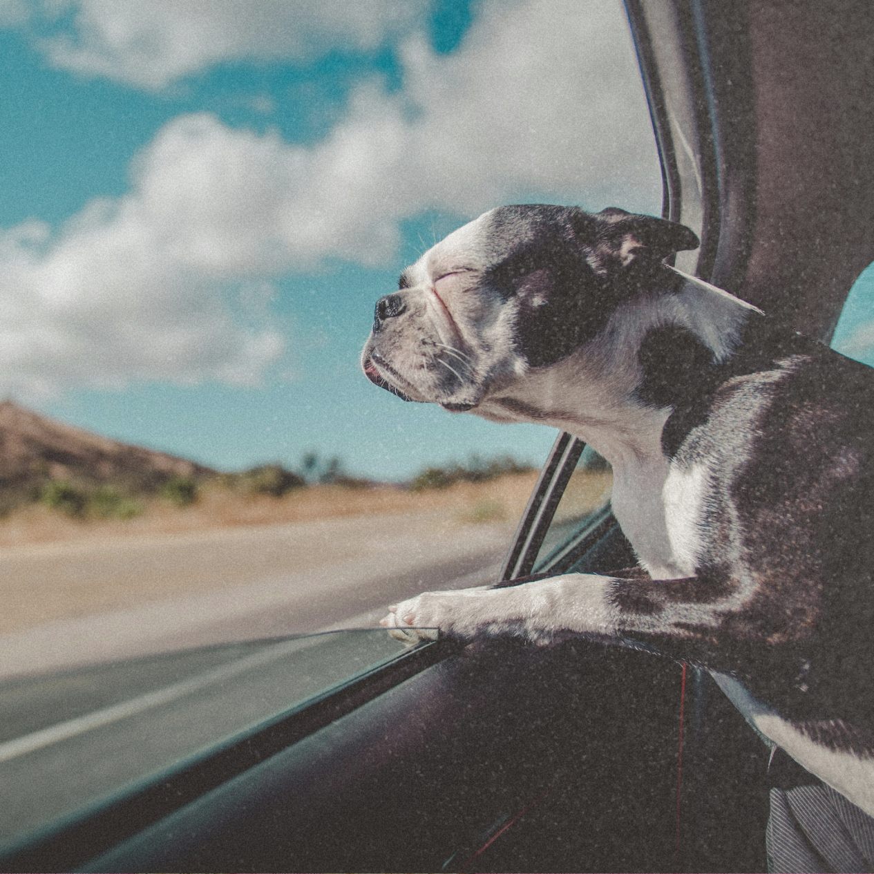 Calm Dog