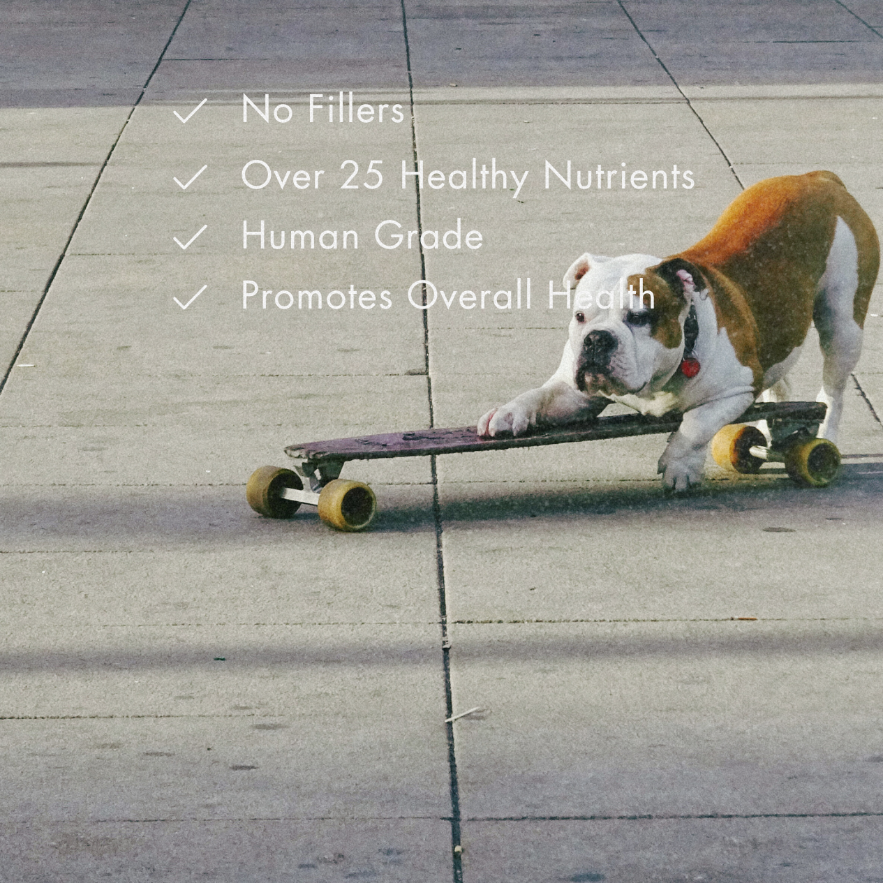 Healthy Dog