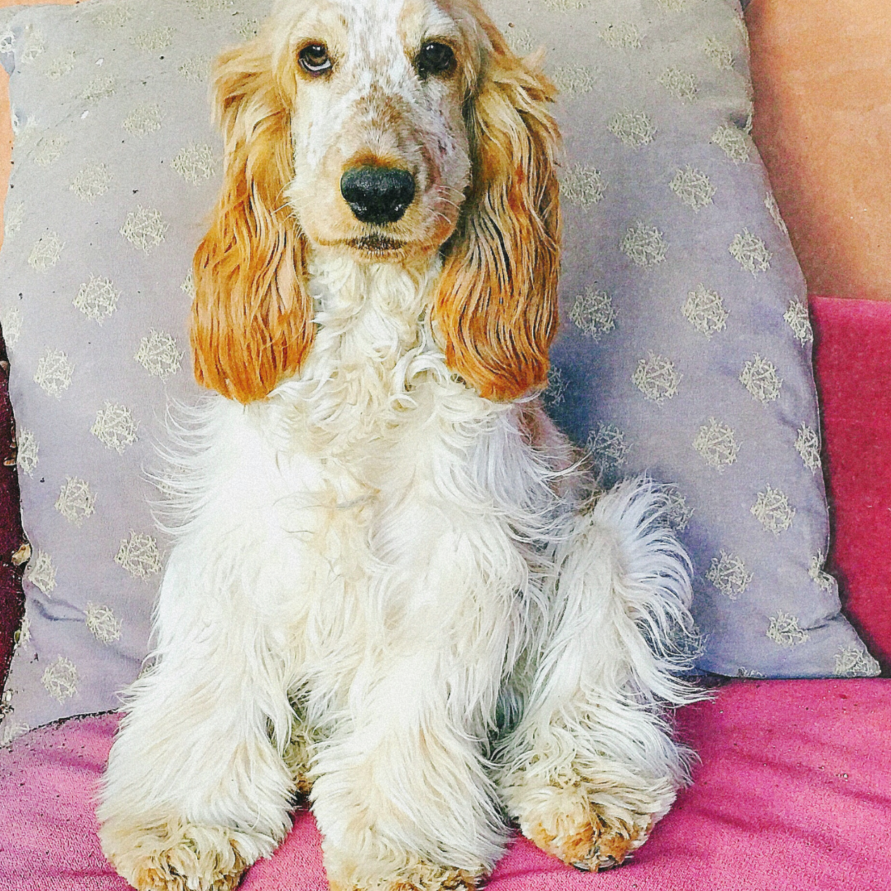 Healthy Dog