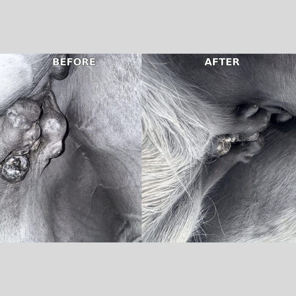 Equine Fatty Tissue Support
