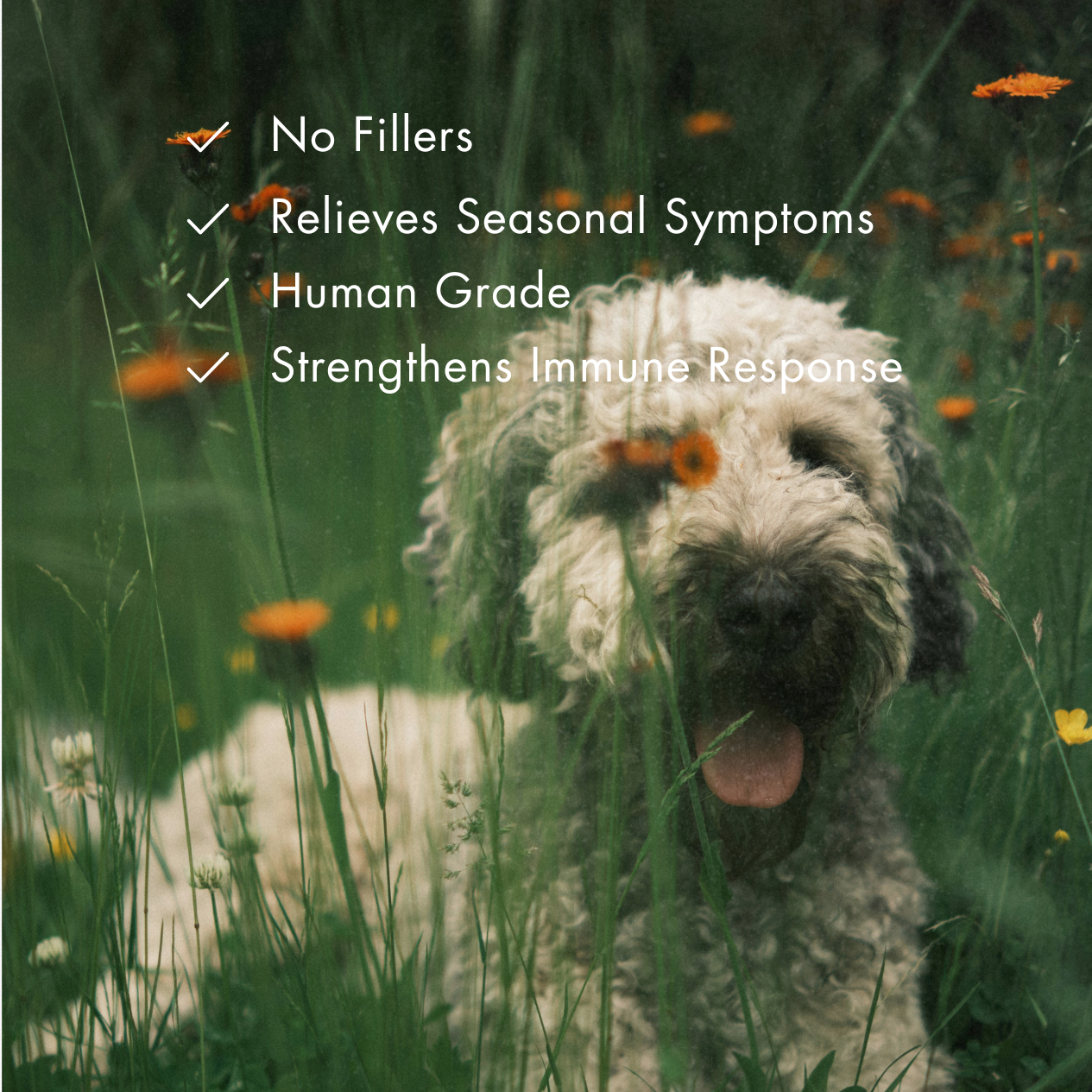 Allergy Support